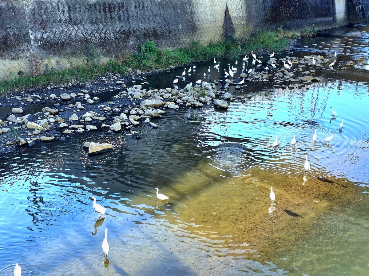 川に白い鳥がたくさんいました( ◜ᴗ◝)