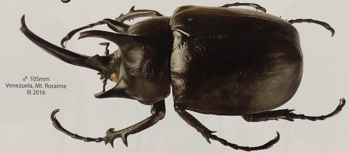 YONEPIE (@SMNuynCjqYeqkjC) / Posts / X