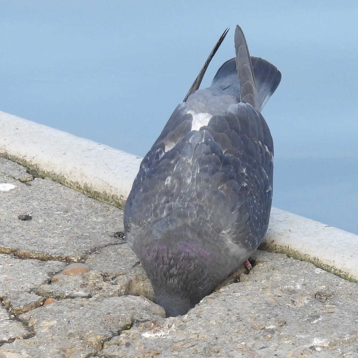 Palumbus_Pics's tweet image. Head in a hole #pigeon #birds #naturephotography
