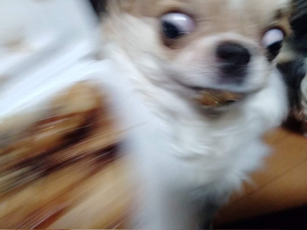 echigoyamoke's tweet image. かつおぶし盗んでいきやがった💦