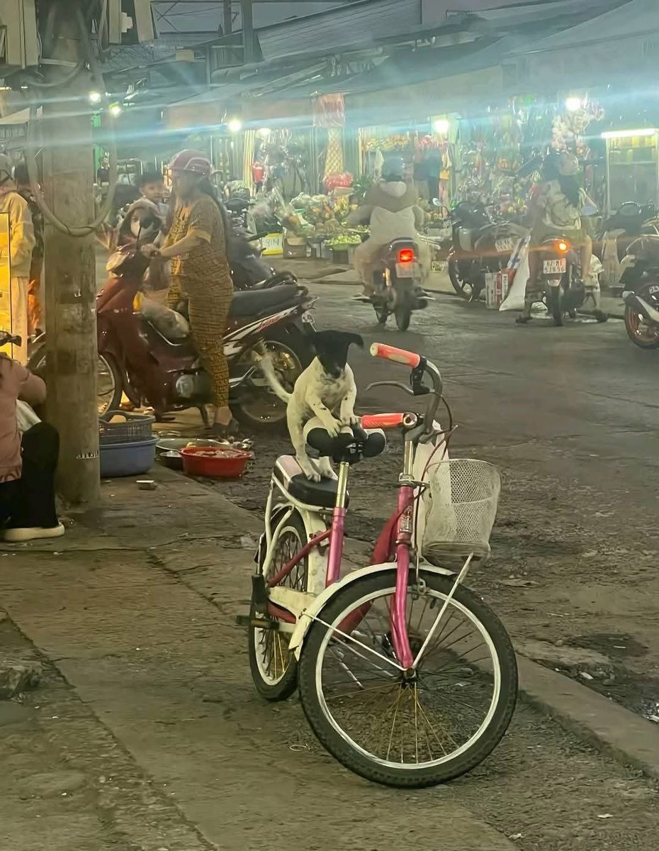 donamdai's tweet image. Mình đang cần mua tầm 15 acc X có trên 1k follow, ae nào thiện chí muốn bán acc thì nhắn tin mình nhé! Kèo thơm bơ cuối năm cho ae ăn tết đây.