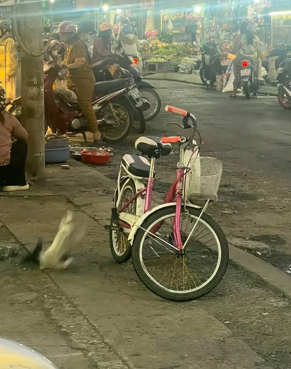 donamdai's tweet image. Mình đang cần mua tầm 15 acc X có trên 1k follow, ae nào thiện chí muốn bán acc thì nhắn tin mình nhé! Kèo thơm bơ cuối năm cho ae ăn tết đây.