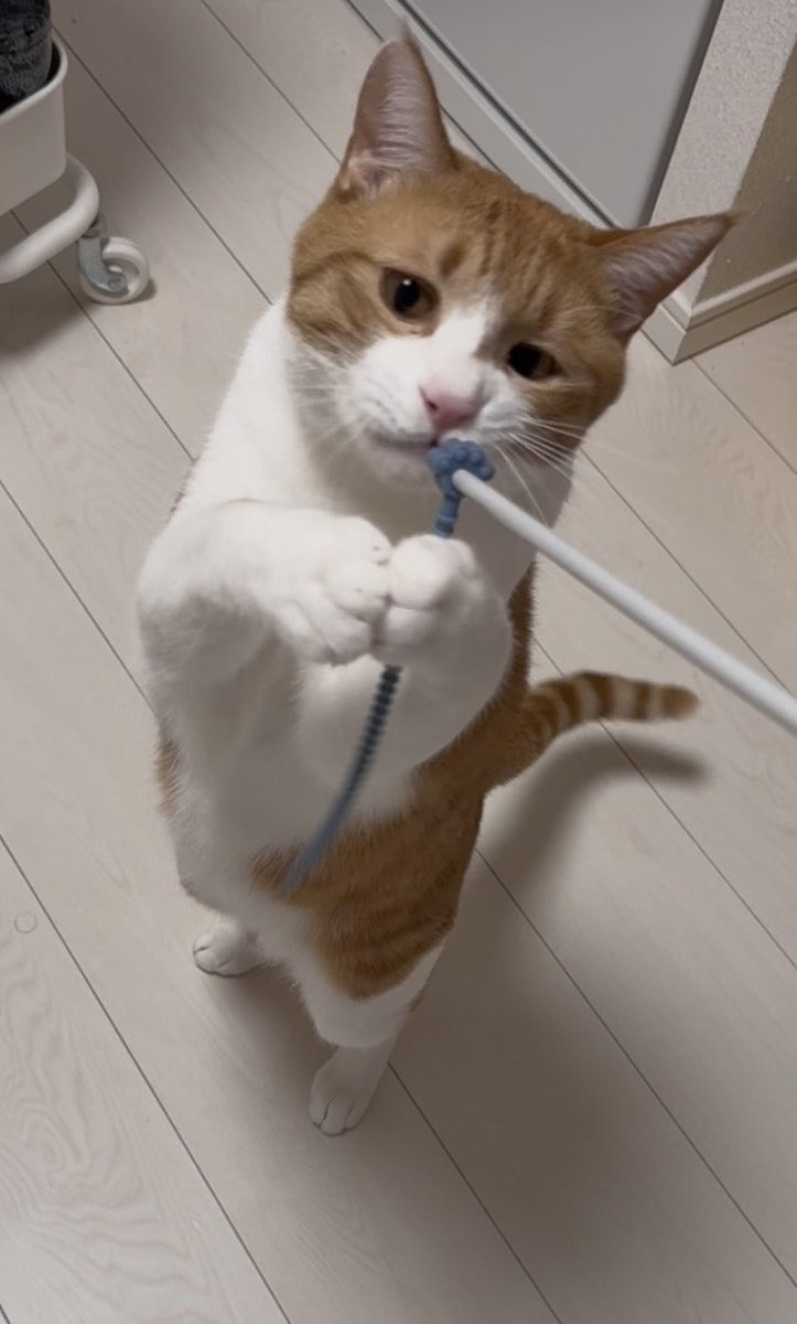 ちくわ🐾 (@tadanekogasuki) / Posts / X