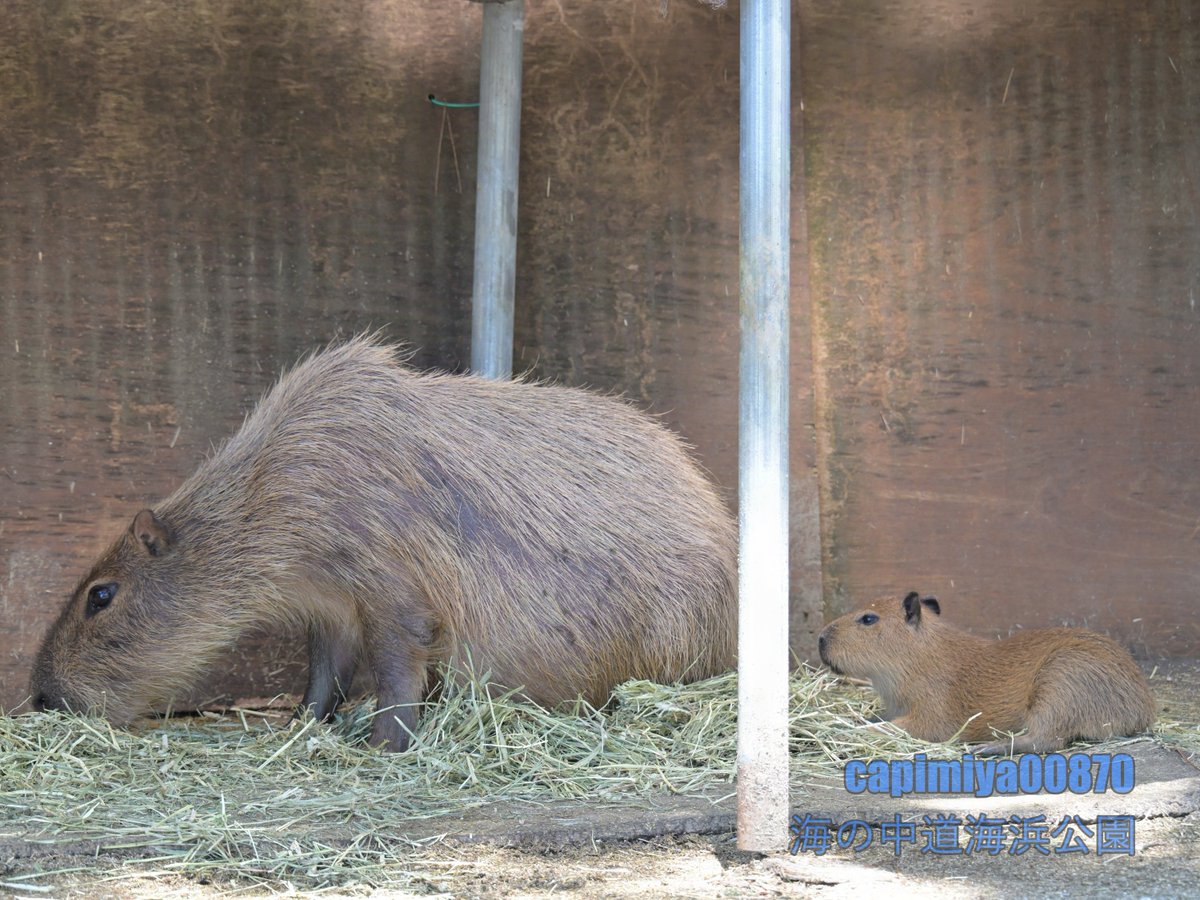 カピバラ‼️ 大人カピと仔カピ」 2024/07/20 海の中道海浜公園 Nikon Z8 NIKKOR Z