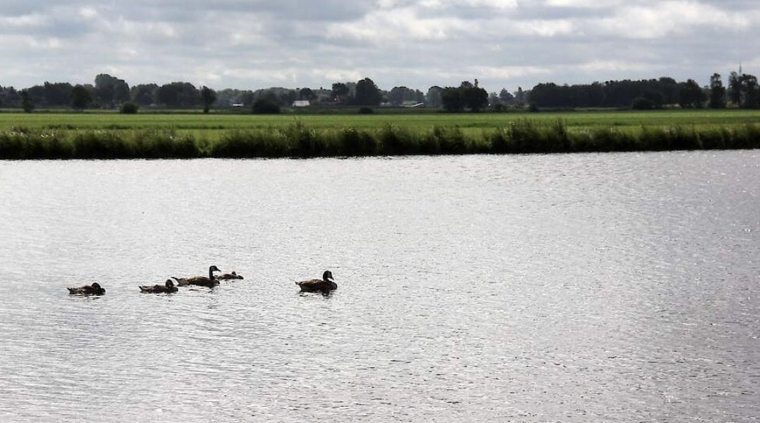 1/4 Vragen ingediend over het ten onrechte toerekenen van grote hoeveelheden externe stikstof- en fosfaat bronnen aan de landbouw door het Compendium van de <a href="/Leefomgeving/">PBL</a> zonder dit te melden. Hier wordt beleid op gebaseerd… 
Zie de vragen via deze link:

tweedekamer.sgp.nl/actueel/nieuws…