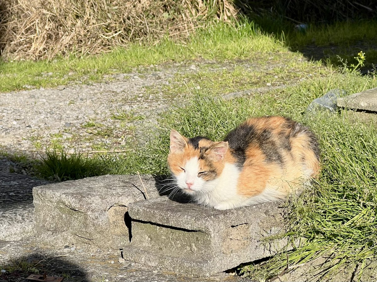 オミ (@omi75) / Posts / X