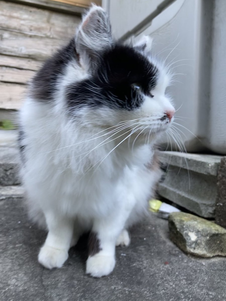 こちらもどうぞ😸 #田代島クロネコ堂 #猫島 #tashirojima #CatsOnX