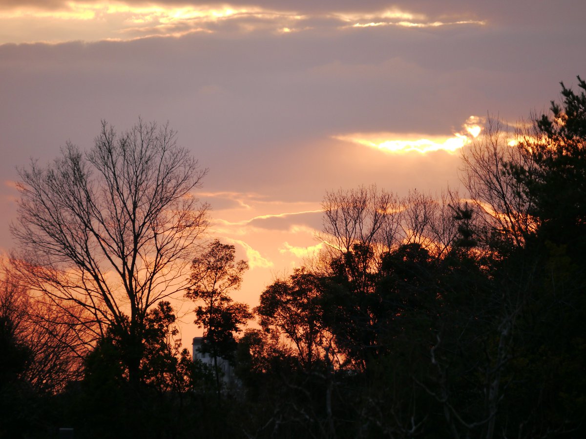 𝗌𝖺𝗄𝗎 tweet media