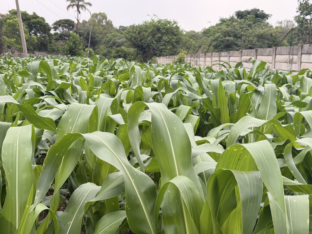 ForwardMakasi1's tweet photo. This is our maize crop #SC555, planted on our usual town field🙈 - a strip behind our place in Mabelreign. The crop is looking great, well fed & free from weeds #HeydonStar600WP. For Fall Army worm (FAW) control, #ElegantStar500WDG from #CPCHEMICALS is at work. Those visible spots were caused by glyphosate spray drift.
#SC555 performance is exceptional!