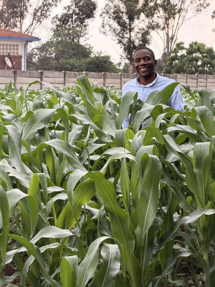ForwardMakasi1's tweet photo. This is our maize crop #SC555, planted on our usual town field🙈 - a strip behind our place in Mabelreign. The crop is looking great, well fed & free from weeds #HeydonStar600WP. For Fall Army worm (FAW) control, #ElegantStar500WDG from #CPCHEMICALS is at work. Those visible spots were caused by glyphosate spray drift.
#SC555 performance is exceptional!