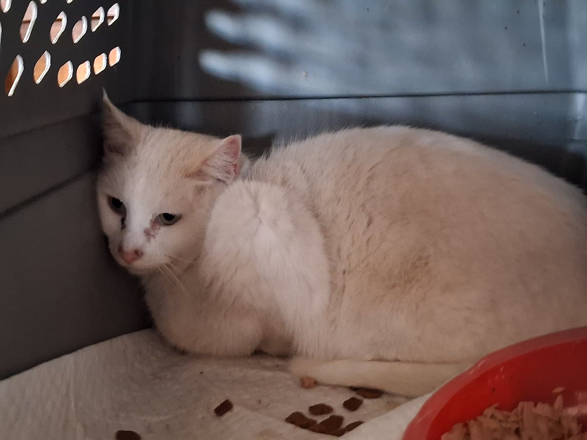 Picked up this poor soul on New Year's day