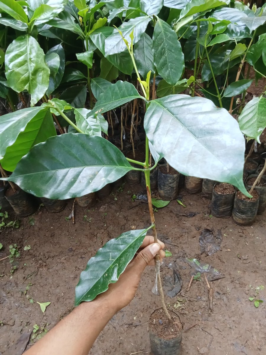 Industri Kreatif Desa Kopi Kalpataru