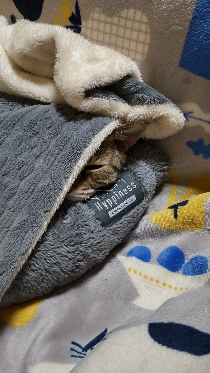 きじとら@nyan (@kigitorakun) / Posts / X