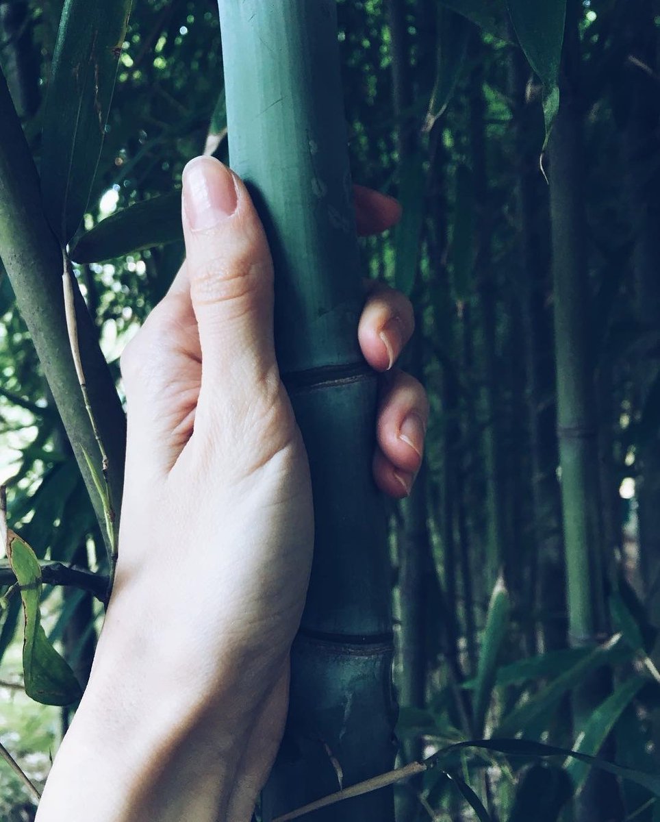 Diệu Linh tweet media