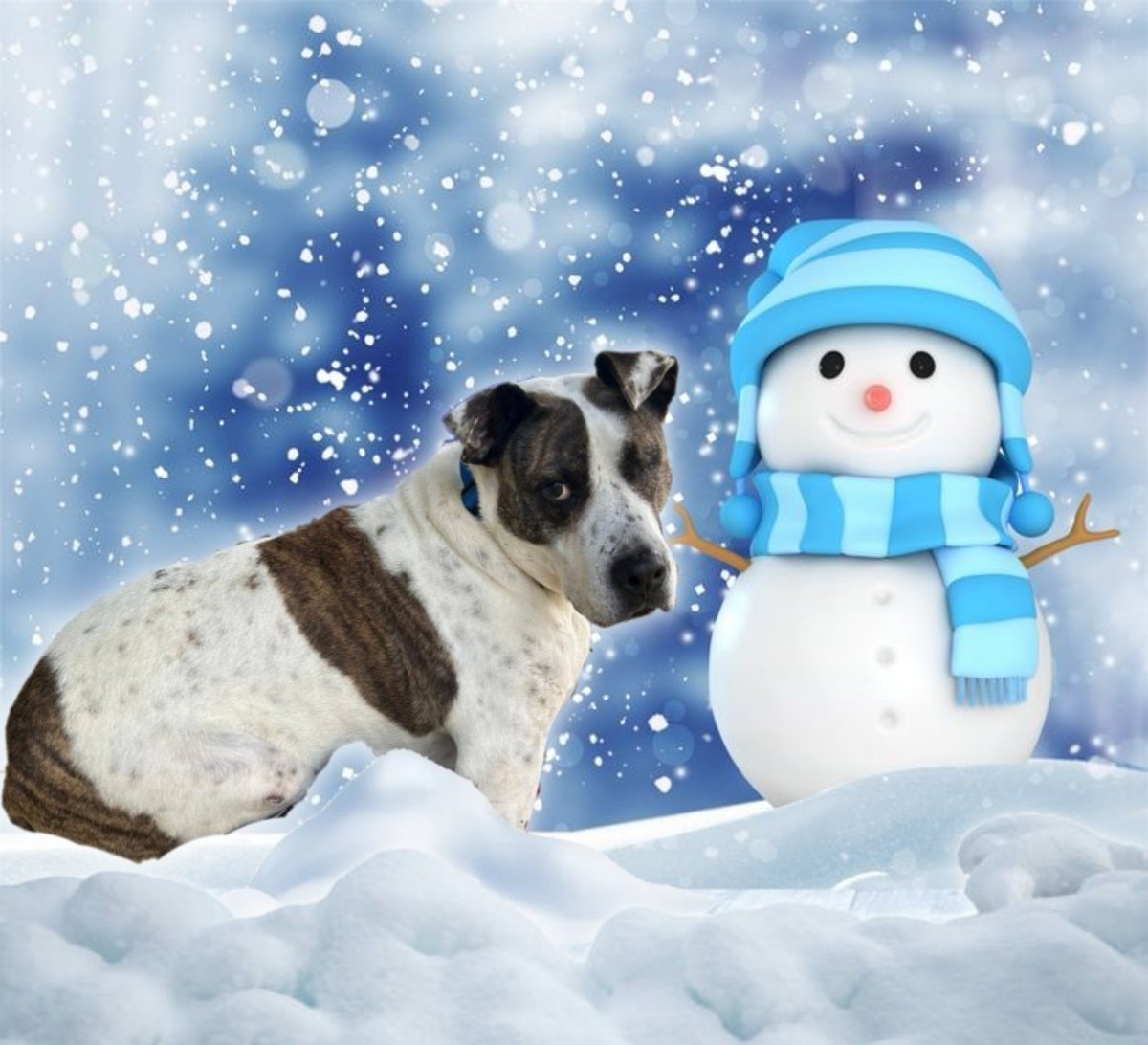 SOS Abuelos tweet media