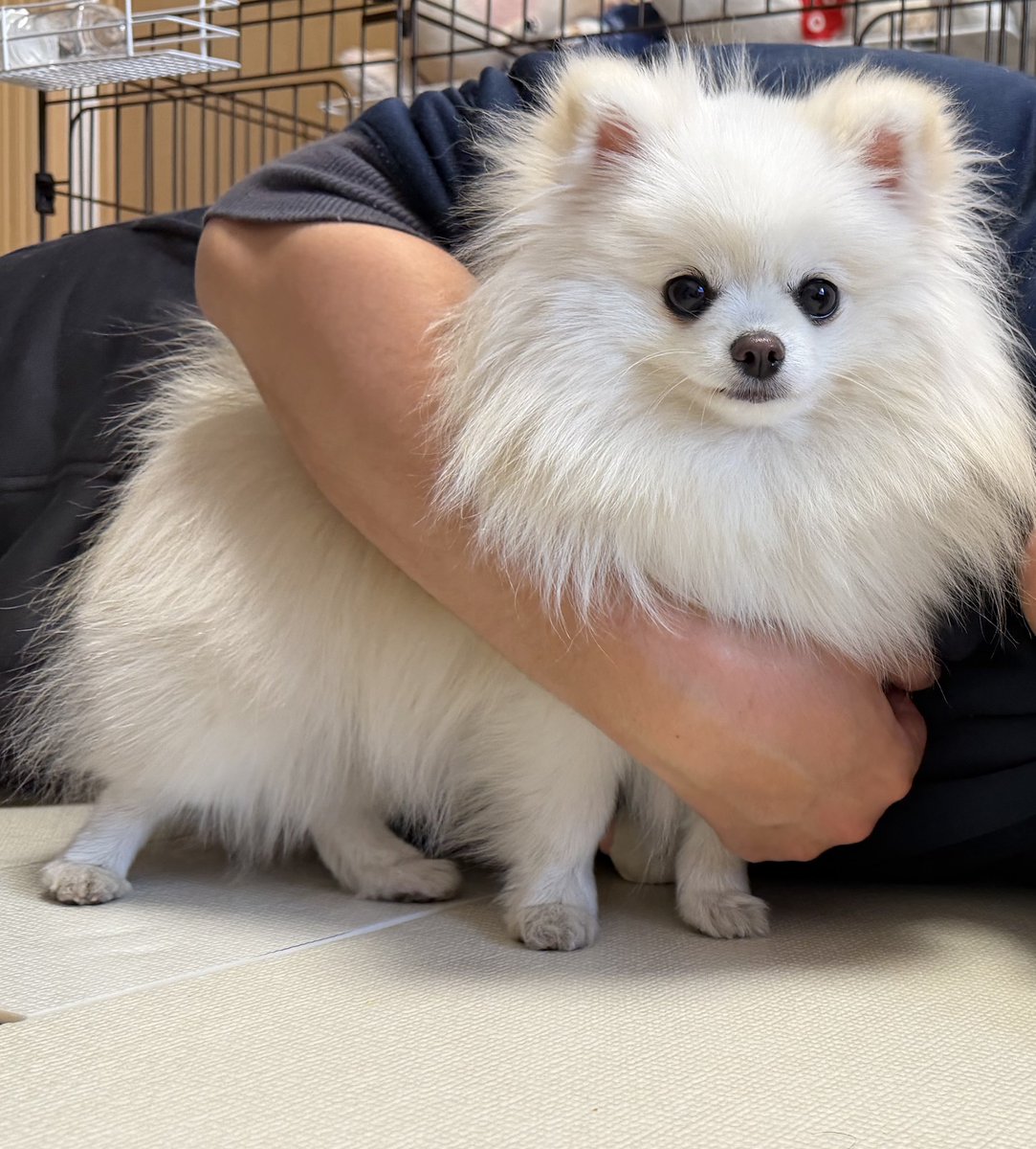 👨🏻にホールドされて微笑んでるましゅ☺️
#ポメラニアン #犬のいる暮らし
