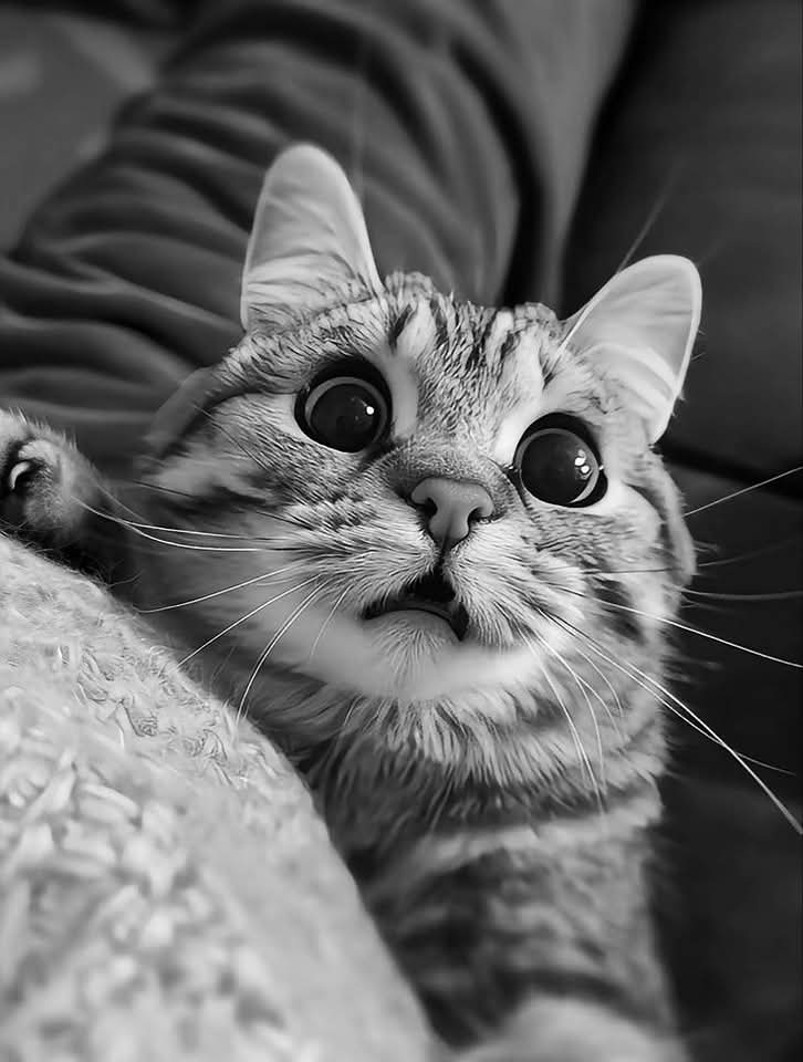 polaleks's tweet image. 