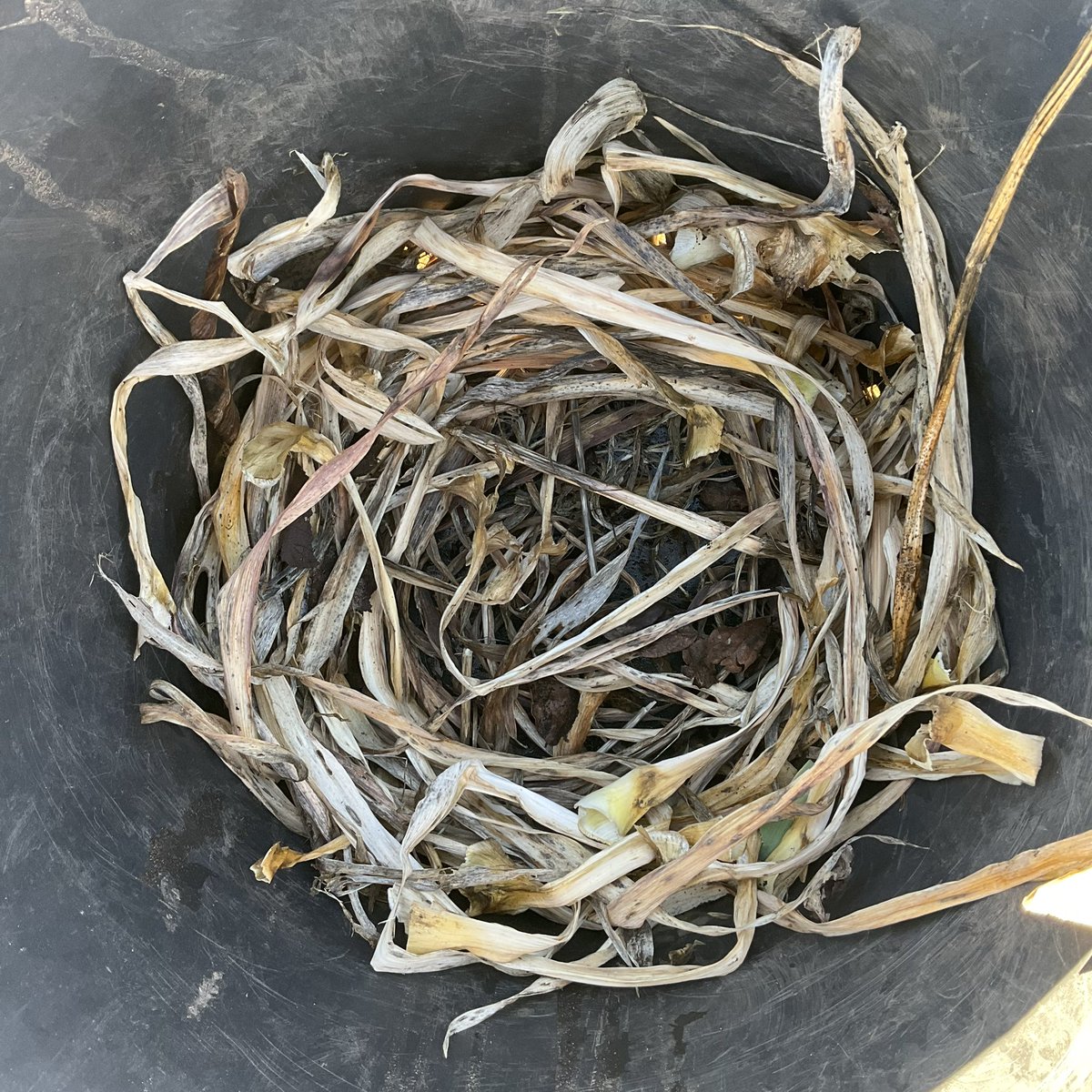Simoncitizen's tweet photo. The #Blueberry that was in the terracotta pot the tulips now reside is today safely repotted in a larger plastic pot with new #EricaceousCompost at my #Allotment.Forgot to photograph steps taken, bar initial lining pot with dead iris leaves to stop grit pouring out of large holes https://t.co/9EGK9wboh4