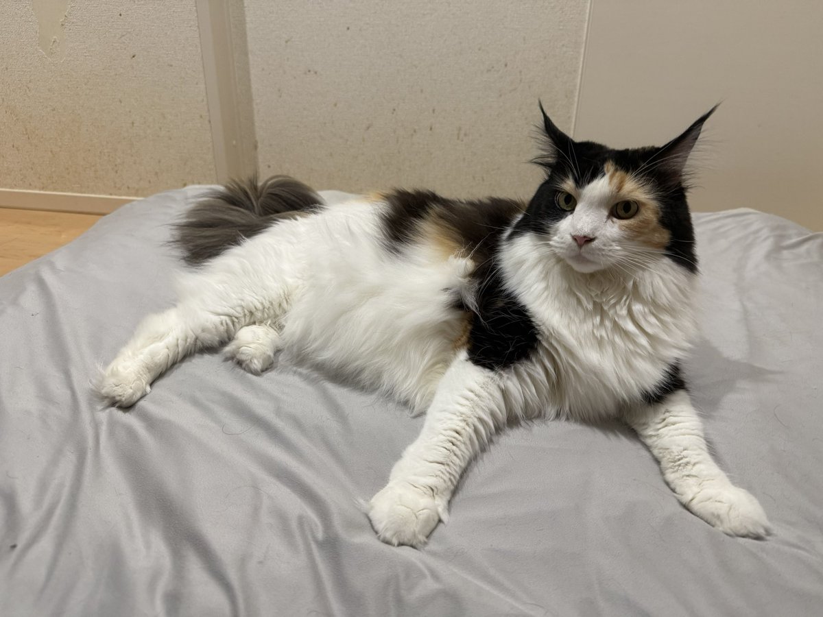 きじとら様 寝る前 つく様もNANA様も最高です！