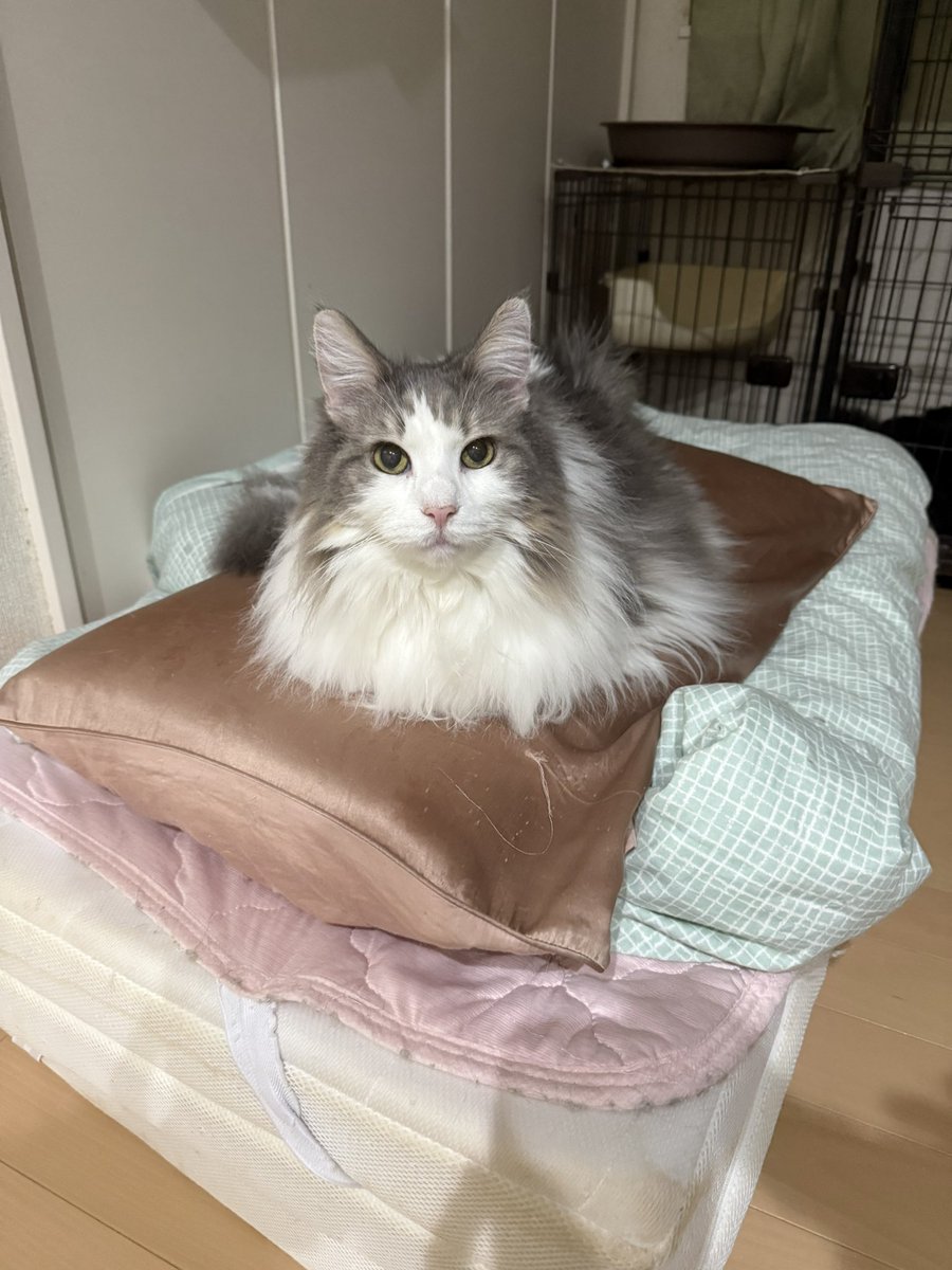 きじとら様 寝る前 つく様もNANA様も最高です！