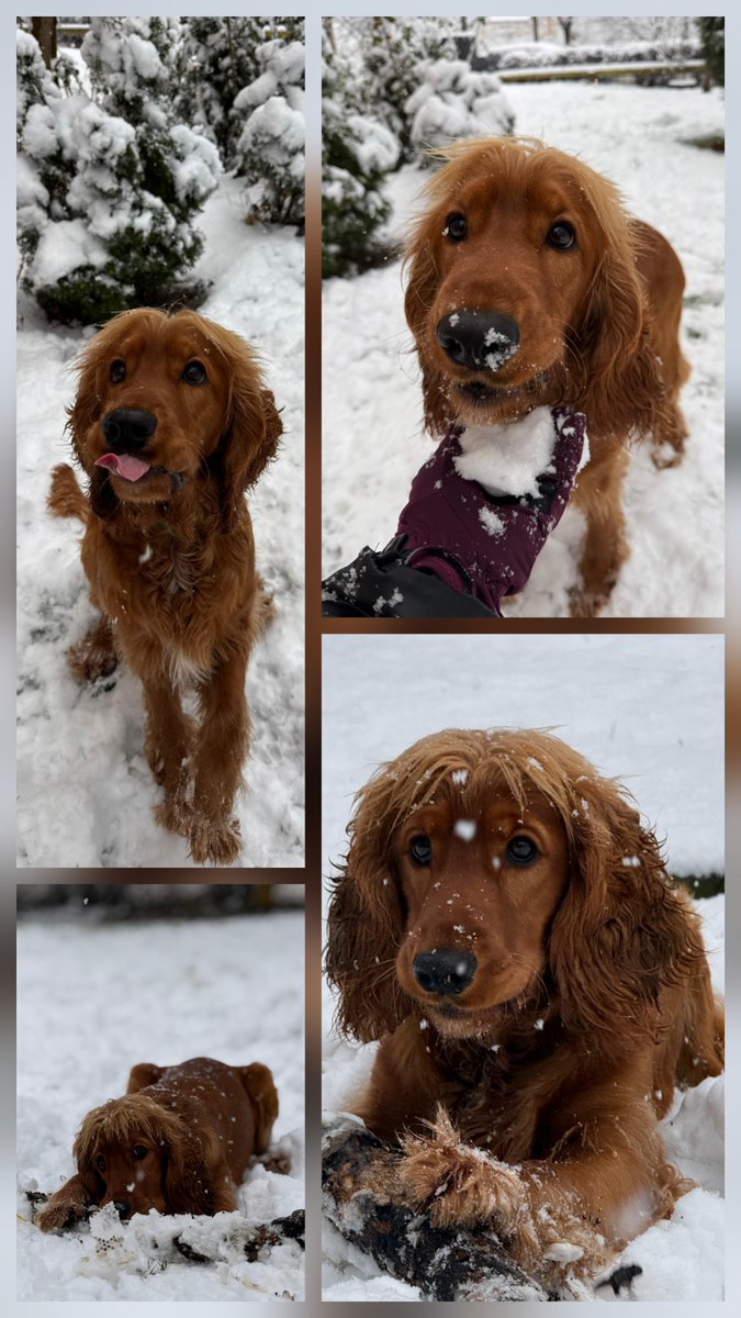 Simba the cocker tweet media