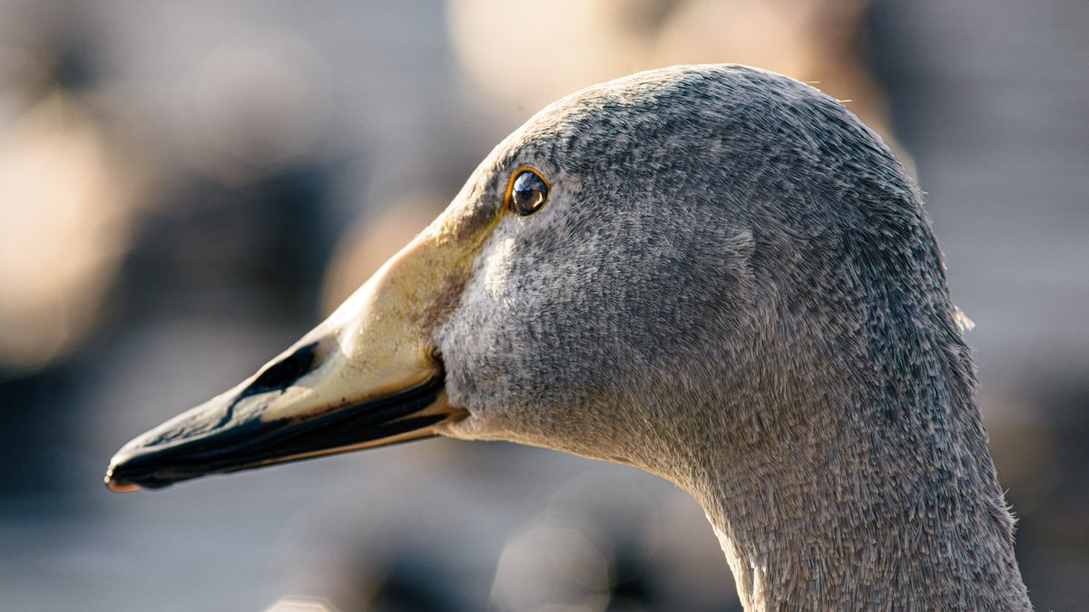 あまね@サバゲー＆コスカメ (@amane634sava) on Twitter photo 