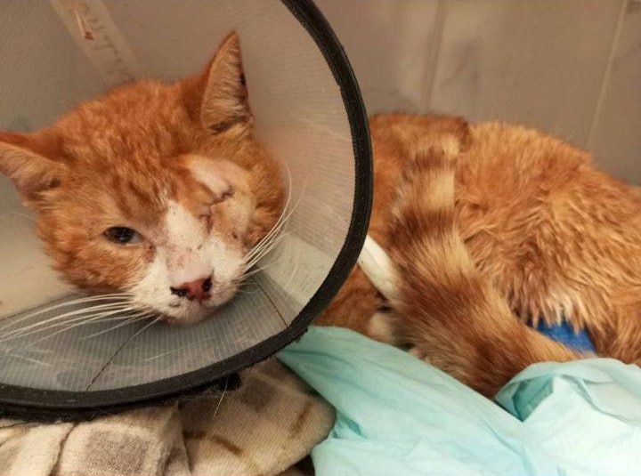 Wild_SPb's tweet image. Девушка Елена нашла изувеченного кота рядом со стройплощадкой на Кубинской улице 27 декабря. Она оплатила лечение на сумму более чем 100 т. р. Челюсть кота была сломана, а глаз повреждён, его пришлось удалить.
Кота назвали БрОней.

Помочь бы самой Елене,она большая она умница