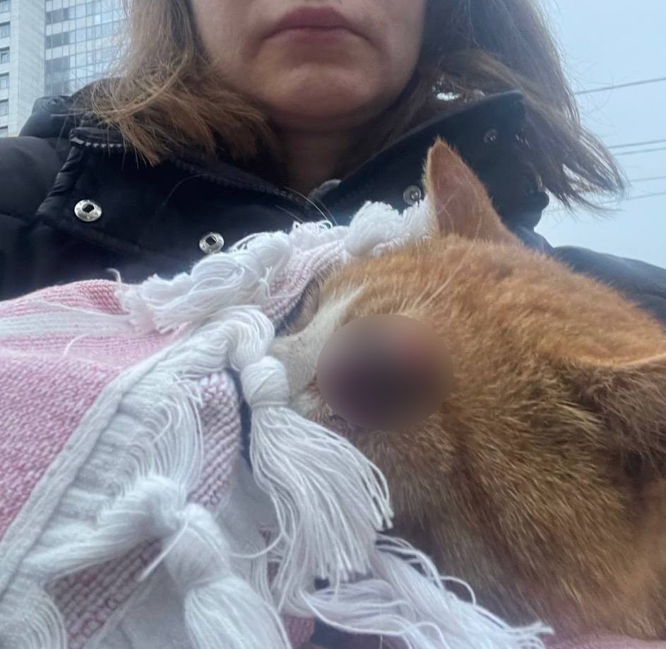 Wild_SPb's tweet image. Девушка Елена нашла изувеченного кота рядом со стройплощадкой на Кубинской улице 27 декабря. Она оплатила лечение на сумму более чем 100 т. р. Челюсть кота была сломана, а глаз повреждён, его пришлось удалить.
Кота назвали БрОней.

Помочь бы самой Елене,она большая она умница