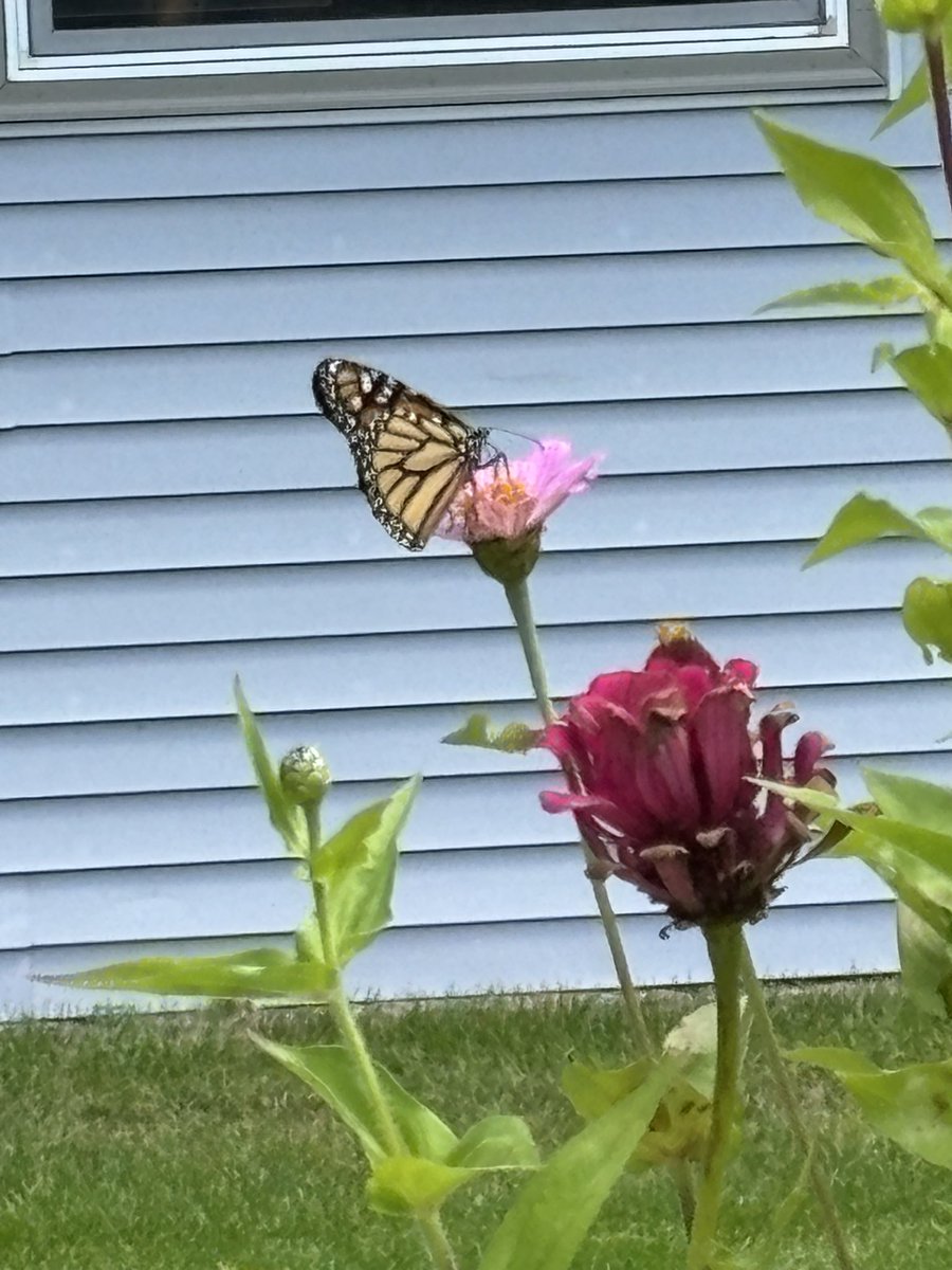 Feel good timeline cleanser