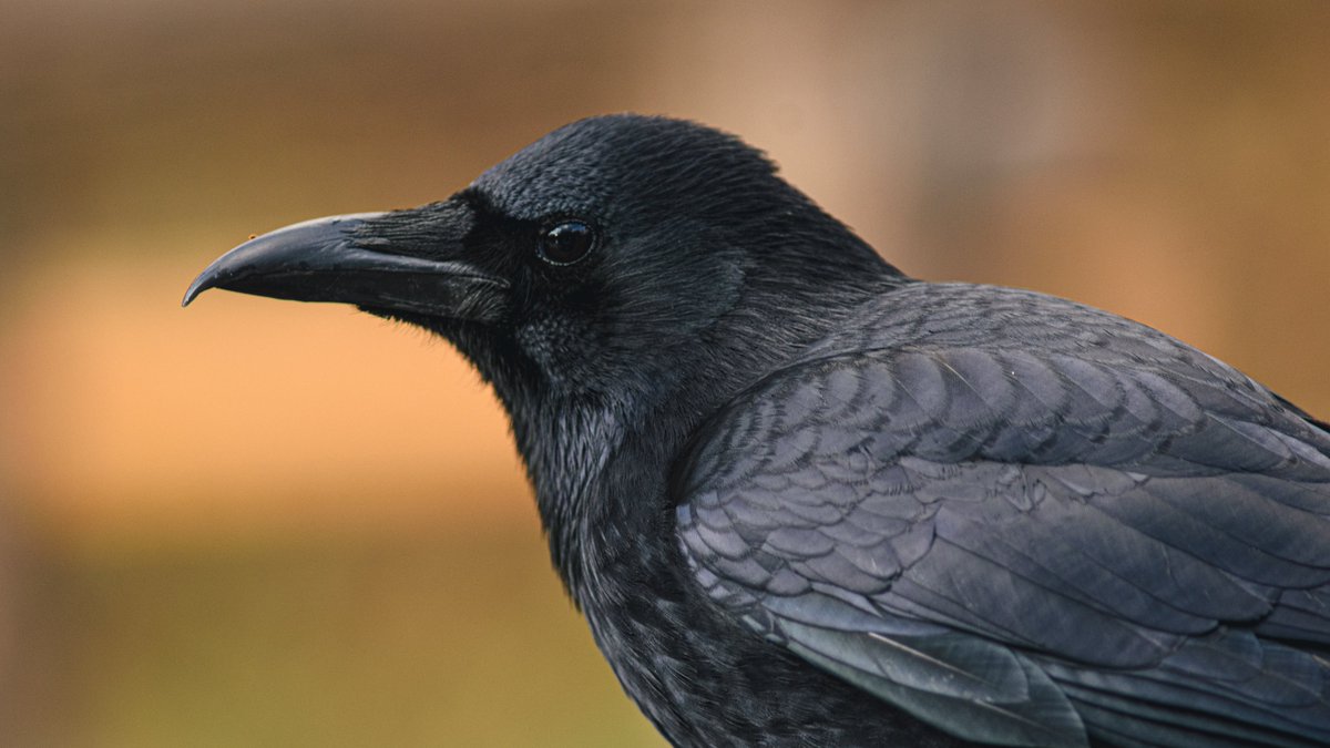 あまね@サバゲー＆コスカメ (@amane634sava) on Twitter photo 