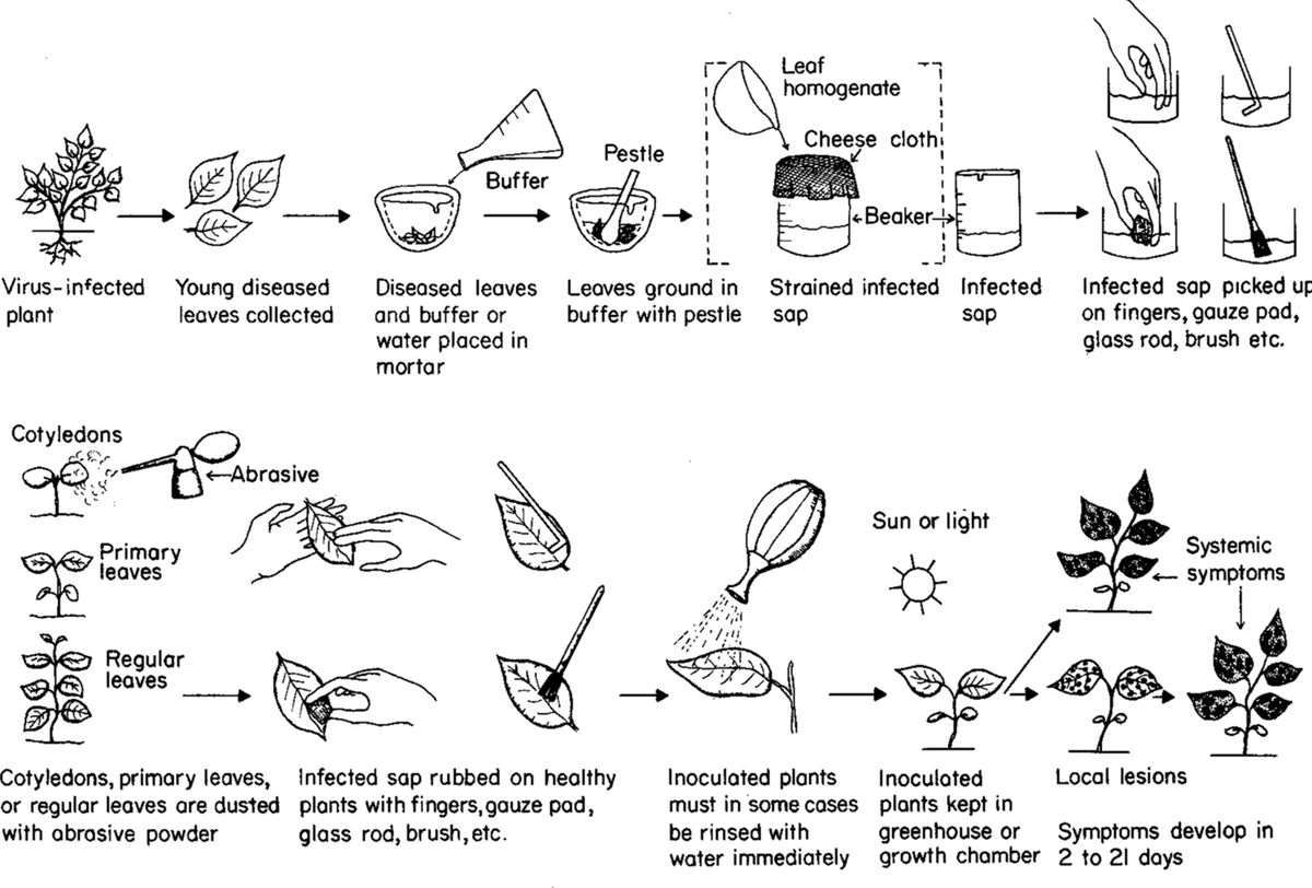 Practicing virology: making and knowing a mid-twentieth century experiment with Tobacco mosaic virus link.springer.com/article/10.100…