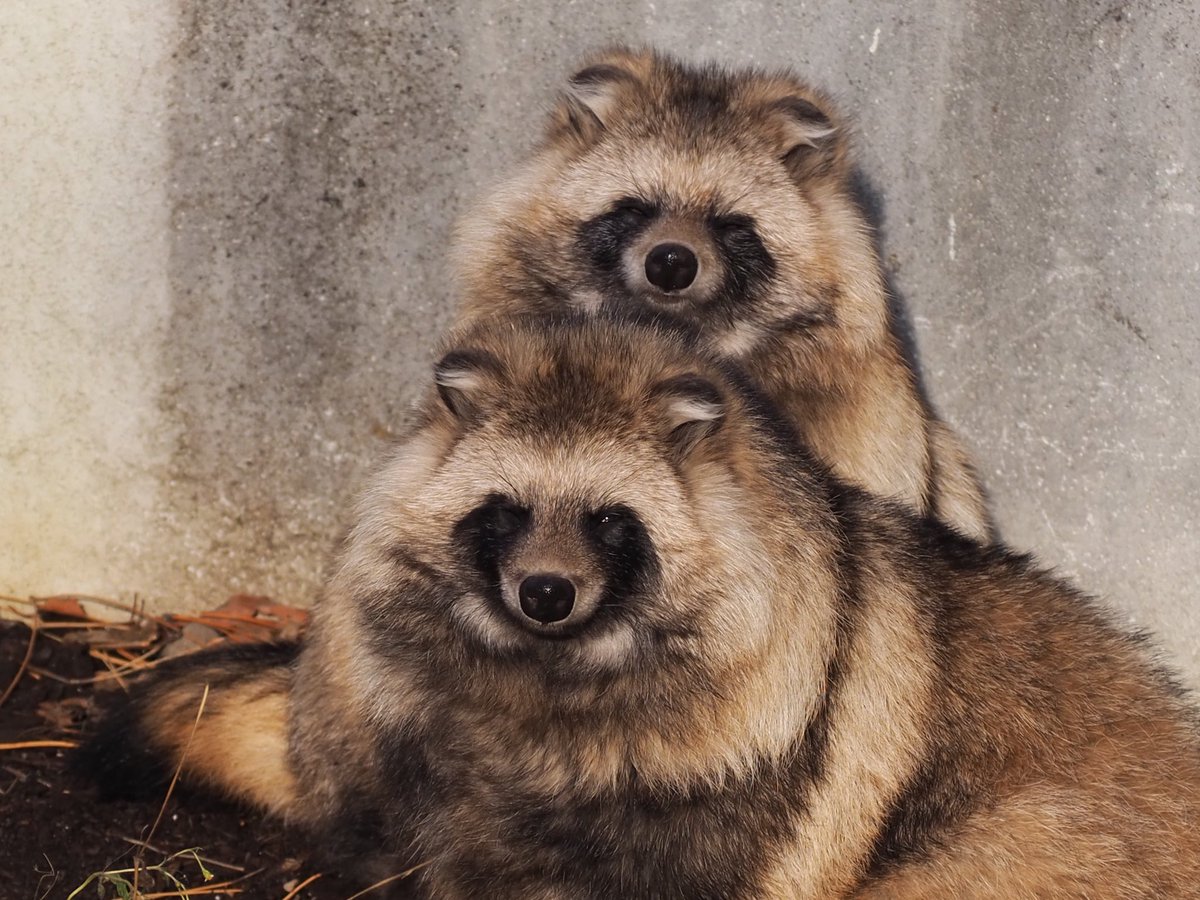 お団子たぬき🍡

2025年12月撮影

#円山動物園 
#エゾタヌキ