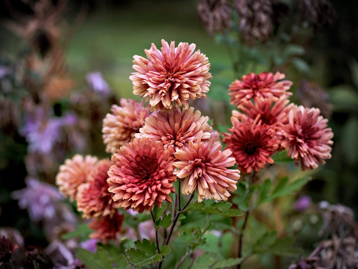 PEKHTography's tweet image. Narcissus had spring. Roses had summer. 
Now it's my season. 
I don't do pastels. 
I do velvet, burgundy, and flames on the tips. 
When the curtain falls, you'll remember who closed the show 🎭🍁 
#Chrysanthemum #FallVibes #AutumnColors #GrandFinale