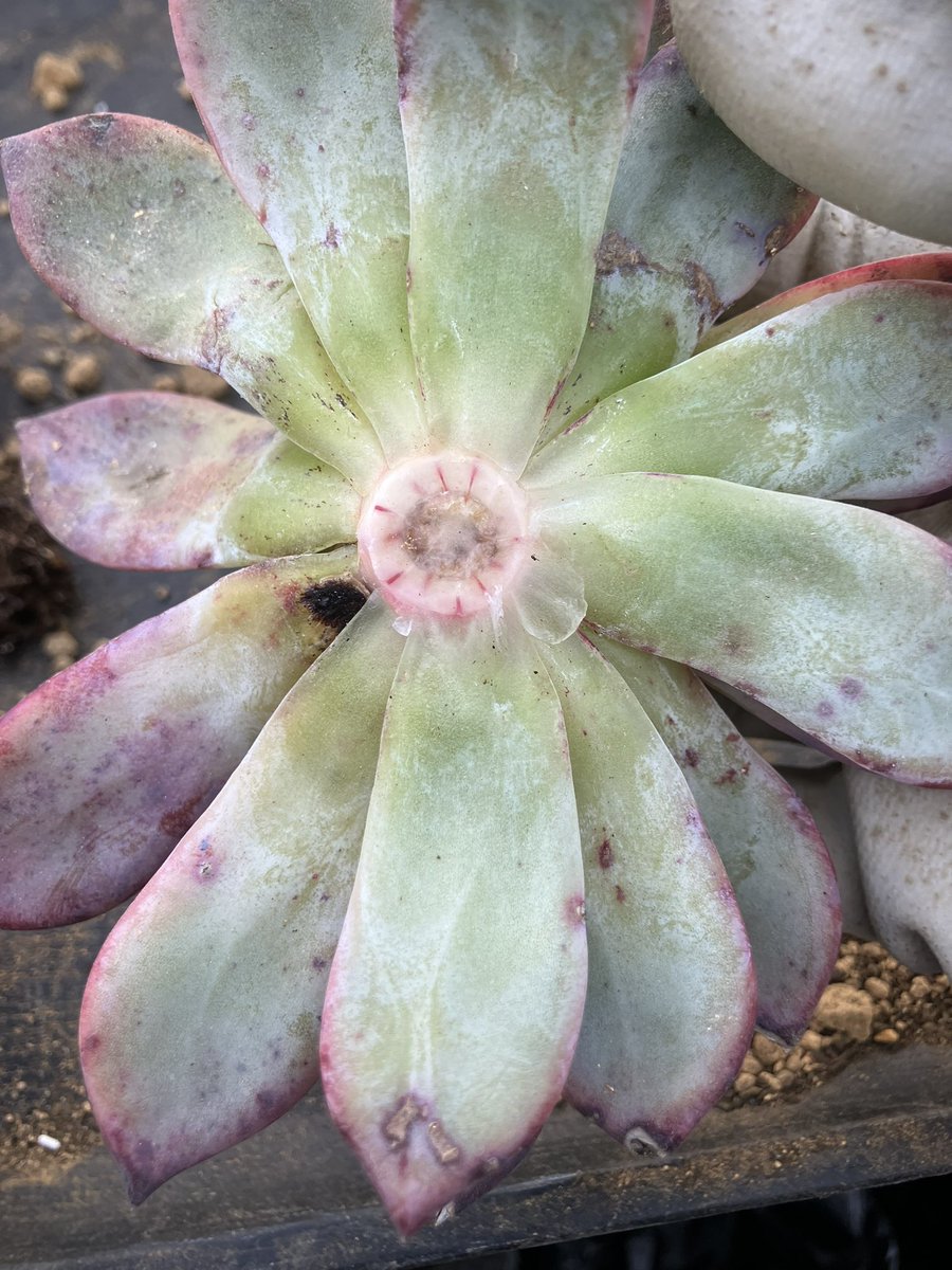 多肉植物❤️確認ページとなります。お買い上げにならないようお願い致します。 801d7e7d36c3f4bcd5da80606fe841