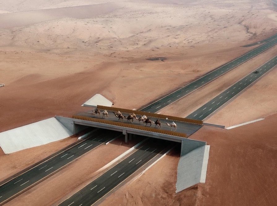SaudiProject's tweet photo. معابر خاصة للإبل على طرق المملكة 🐪🇸🇦

على امتداد شبكة الطرق الأكثر ترابطًا في العالم، تنتشر عشرات الجسور المخصصة لعبور الإبل في المناطق التي تتواجد فيها، تسهيلاً للحركة وحمايةً للأرواح والممتلكات والحياة البرية، وتجنبًا لأي تعارض بين مرور المركبات والإبل https://t.co/kP0Z984LlF