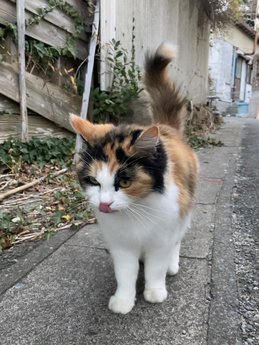 猫千代 0827 猫千代 0827 猫千代 0827 カード検索 ｜ Z/X - Zillions