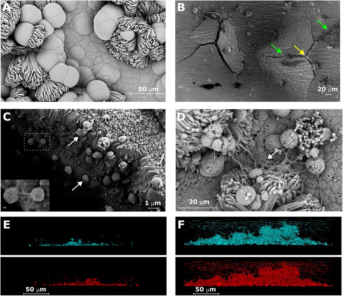 From genes to Black Rust: genomic insights into corrosive methanogens
#methanogens #microbiology #corrosion
<a href="/FEMSmicro/">FEMS</a> 
doi.org/10.1093/femsmc…