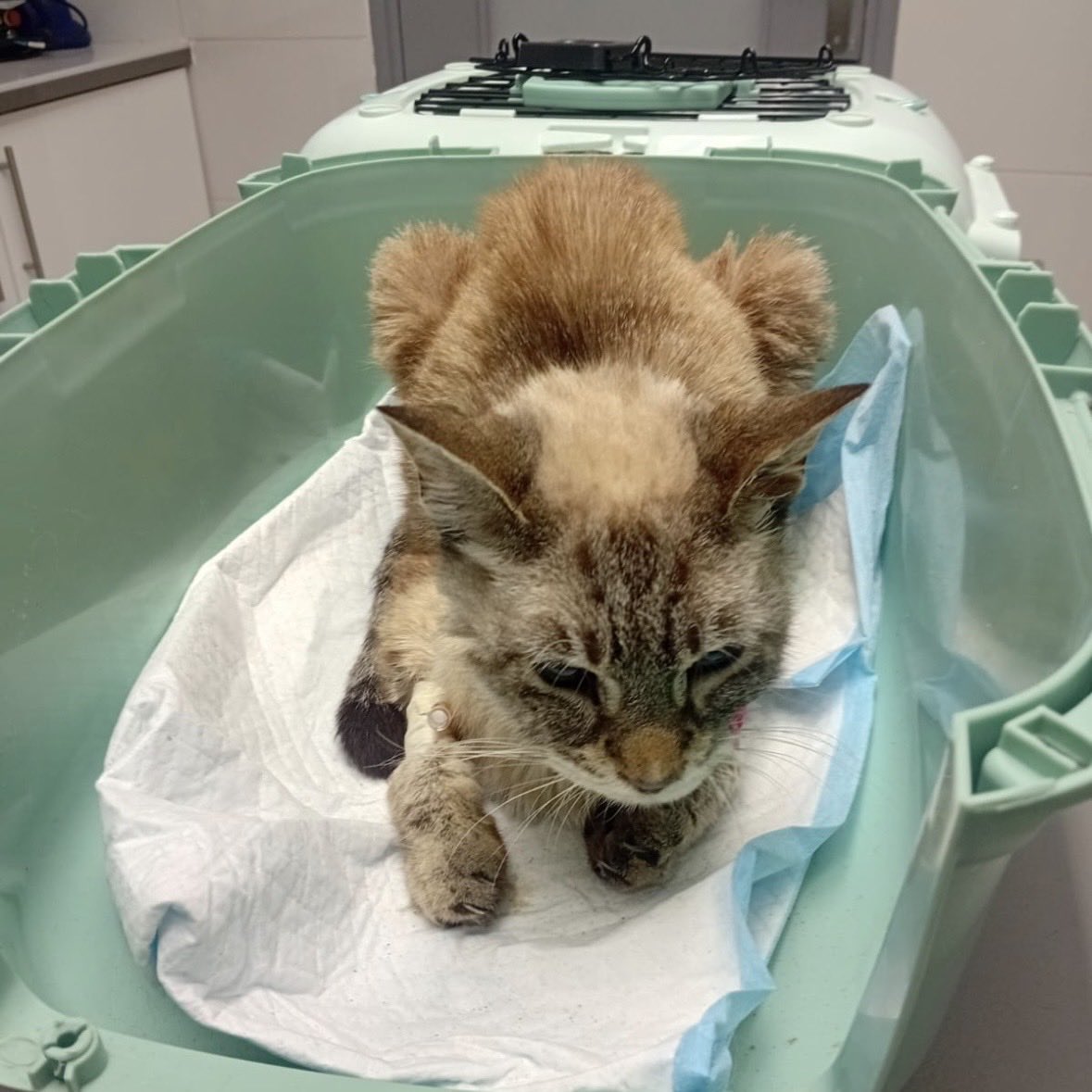 sadkuroi's tweet image. RT appréciés

Je relance une dernière fois la cagnotte pour aider notre association à rembourser les soins des chats que nous sauvons de la rue. Aidez-nous à poursuivre nos actions s'il vous plaît 🙏🏻➡️ helloasso.com/associations/c…

Reçu fiscal envoyé par mail pour réduction d'impôts