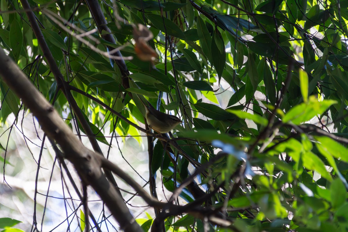 うすぐらうぐいす