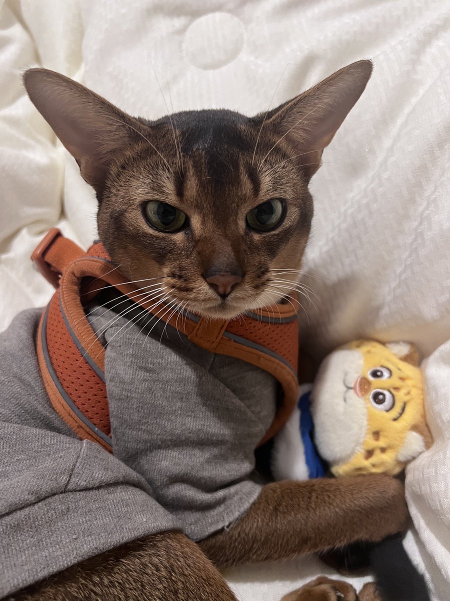 跑调的毕加索 tweet media