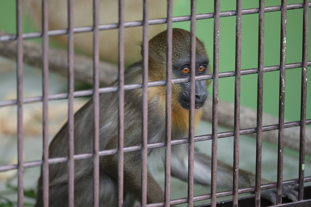 📷2026.1.4 #東山動植物園 #マンドリル #ナナ