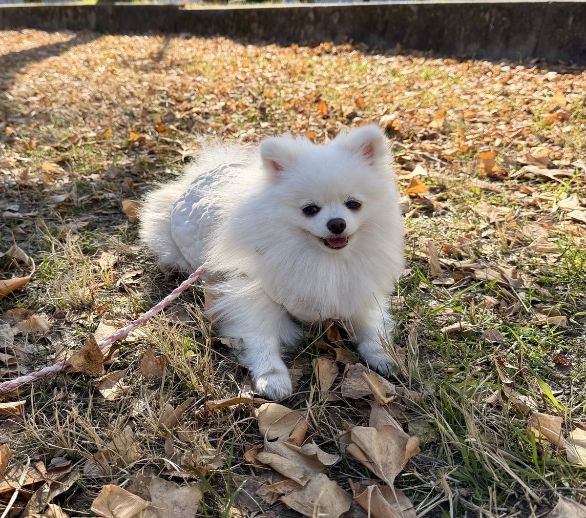 連休中は毎日昼間のぽかぽかお散歩で楽しかったね😌☀️
#ポメラニアン #犬のいる暮らし