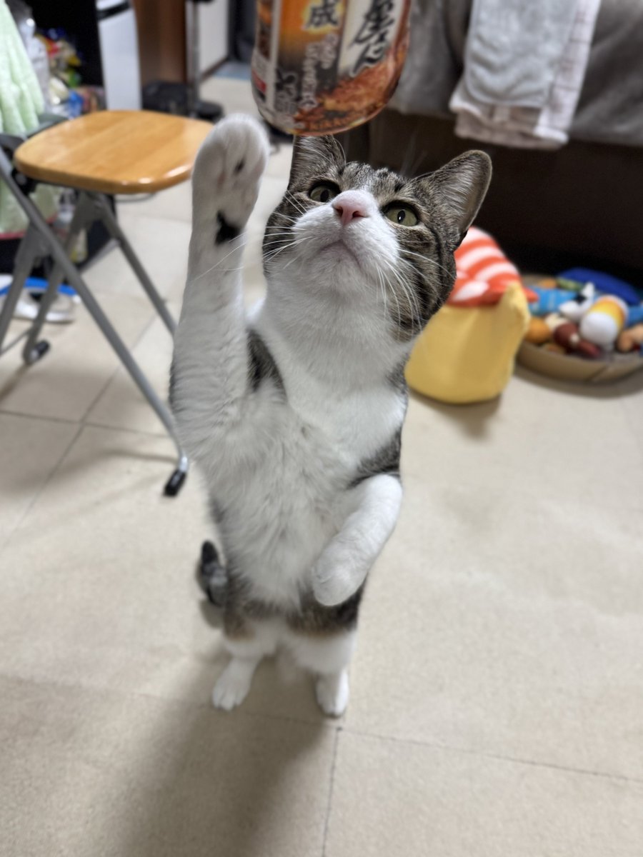 ぎんのねこ (@ginnonekoch) / Posts / X