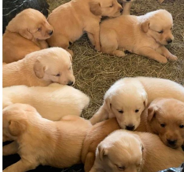 MadisonRow209's tweet image. #Get #your #puppy #here 
#Chat #me #on #zangi.
Zangi number: 1068851139