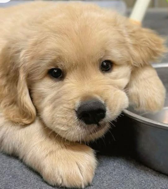 MadisonRow209's tweet image. #Get #your #puppy #here 
#Chat #me #on #zangi.
Zangi number: 1068851139