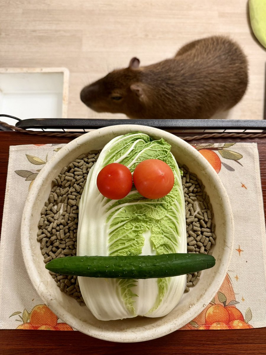 ▔▔▔▔▔▔▔▔▔▔▔▔
休館日のディナー🥗

#マロン #マロン姫 
#カピバラ #capybara 
#愛知カピバラ飼育養成所