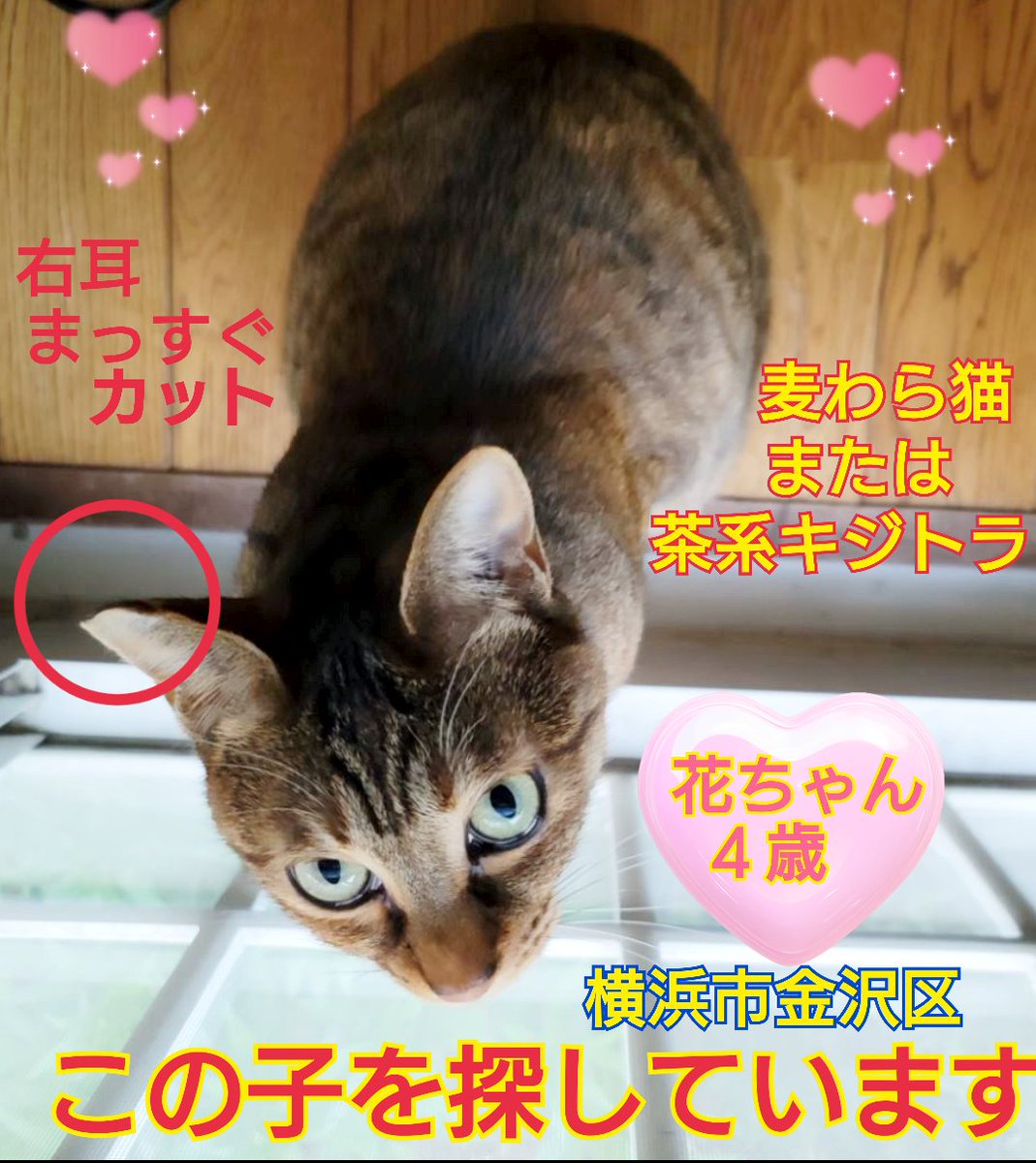 squirrelemi's tweet photo. 猫を探しています。花ちゃん４歳。右耳に特徴があります。明るい茶色の毛並みです。2024年4月11日横浜市金沢区富岡東の自宅から私の不注意で外に出てしまい迷子のままです。花を保護してくださっているかたはいらっしゃいませんか。
#猫を探しています 
#拡散希望 
#リポストお願いします 
#横浜市金沢 https://t.co/aN35THiueK