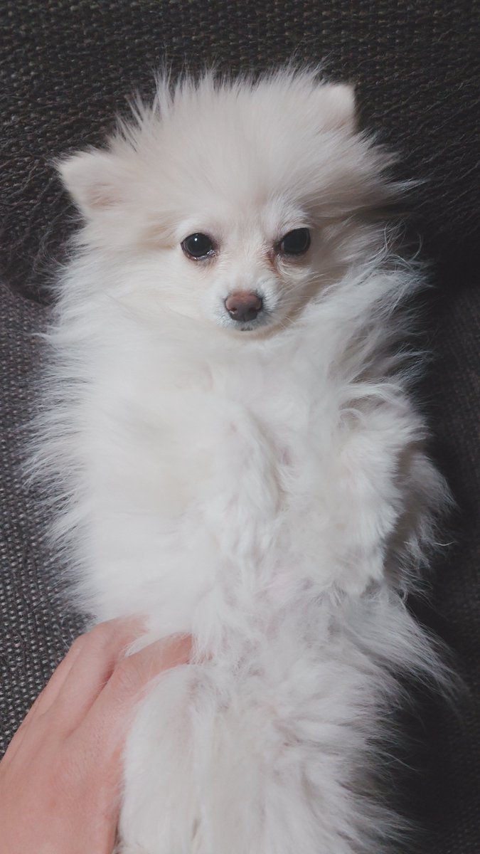 モコちゃん モコちゃんがヘソ天しました