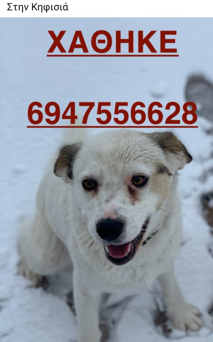 🆘️🆘️🆘️
Χάθηκε στην Κηφισιά 
Για οποιαδήποτε πληροφορία επικοινωνία με το τηλ
Rt 🙏🙏🙏