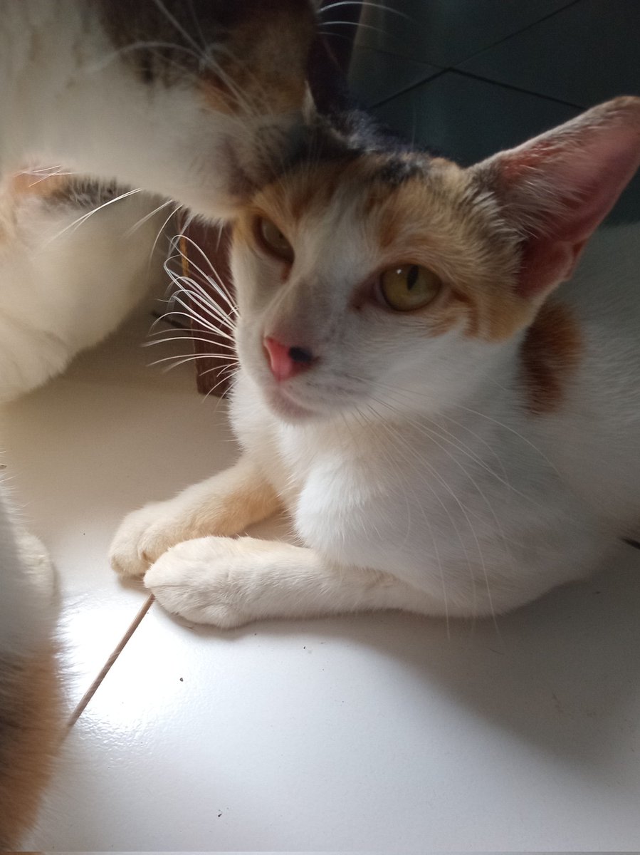 Anak ini bandel euy habis nyemplung di aquarium tetangga 🤕😭